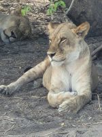 191 Chobe Nationalpark