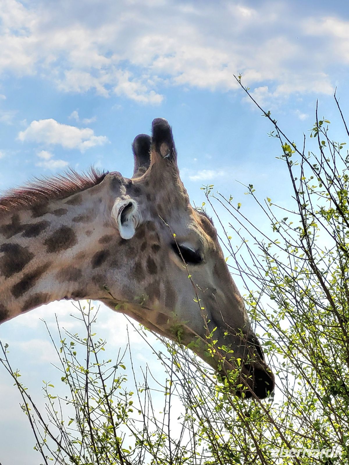 193 Chobe Nationalpark
