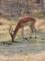 194 Chobe Nationalpark