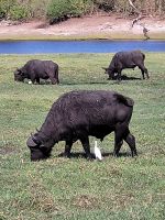 199 Bootstour auf dem Chobe