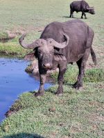 200 Bootstour auf dem Chobe