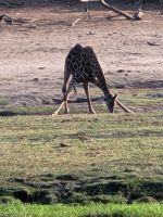 202 Bootstour auf dem Chobe