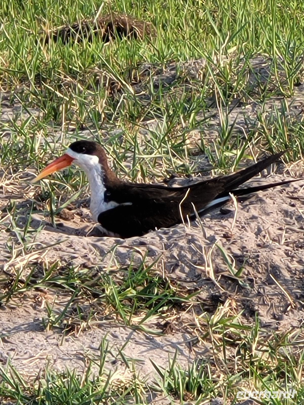 204 Bootstour auf dem Chobe