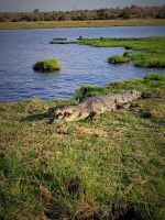 205 Bootstour auf dem Chobe