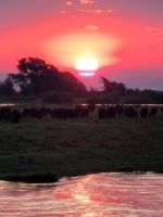 209 Bootstour auf dem Chobe