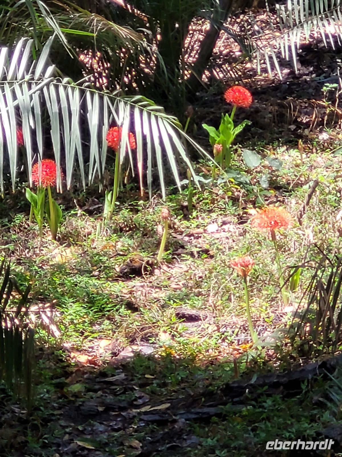 214 Simbabwe - Victoria Wasserfälle