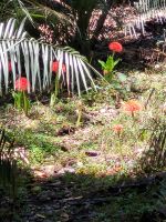 214 Simbabwe - Victoria Wasserfälle