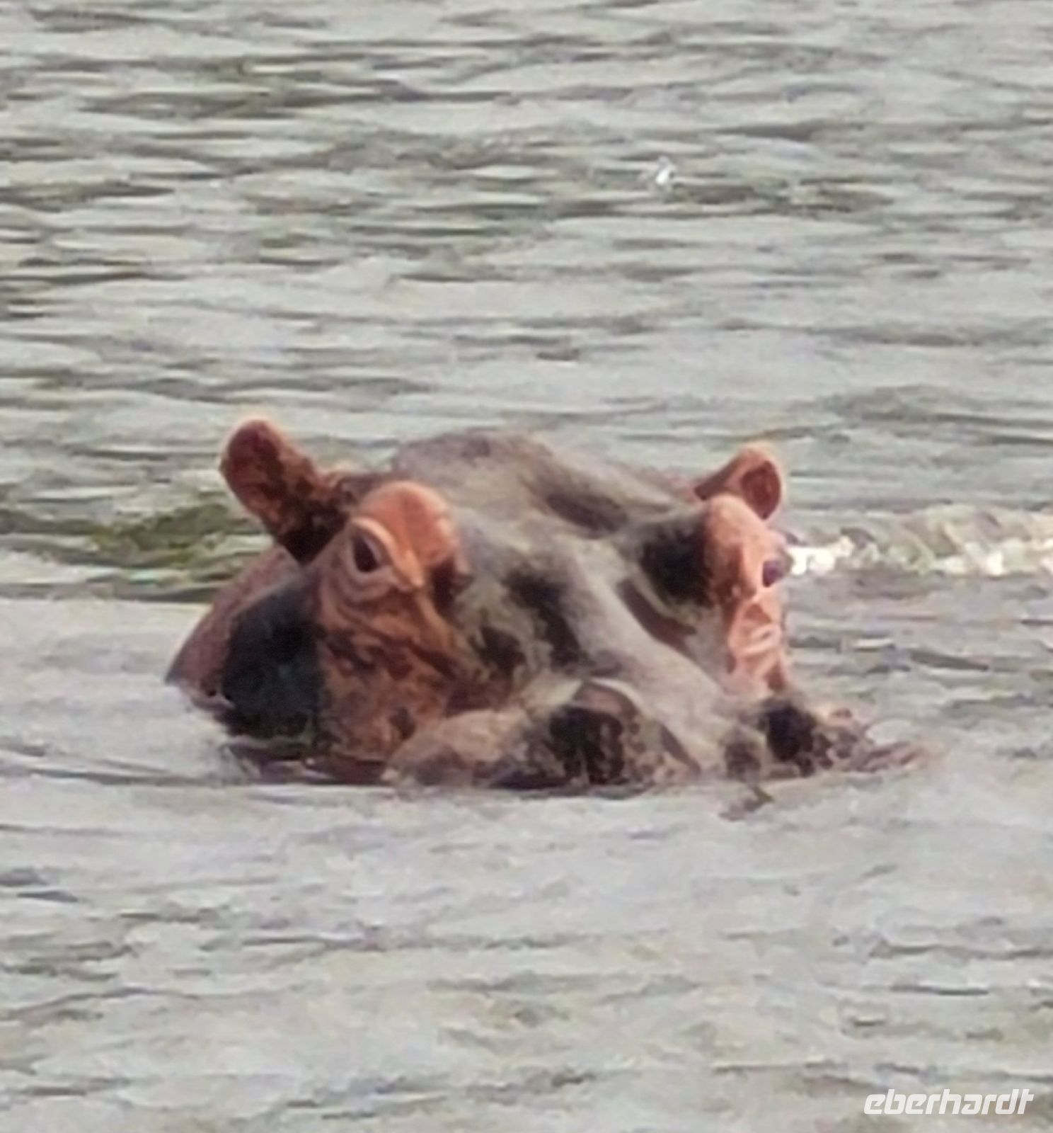 225 Bootstour auf dem Sambesi