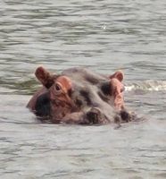 225 Bootstour auf dem Sambesi