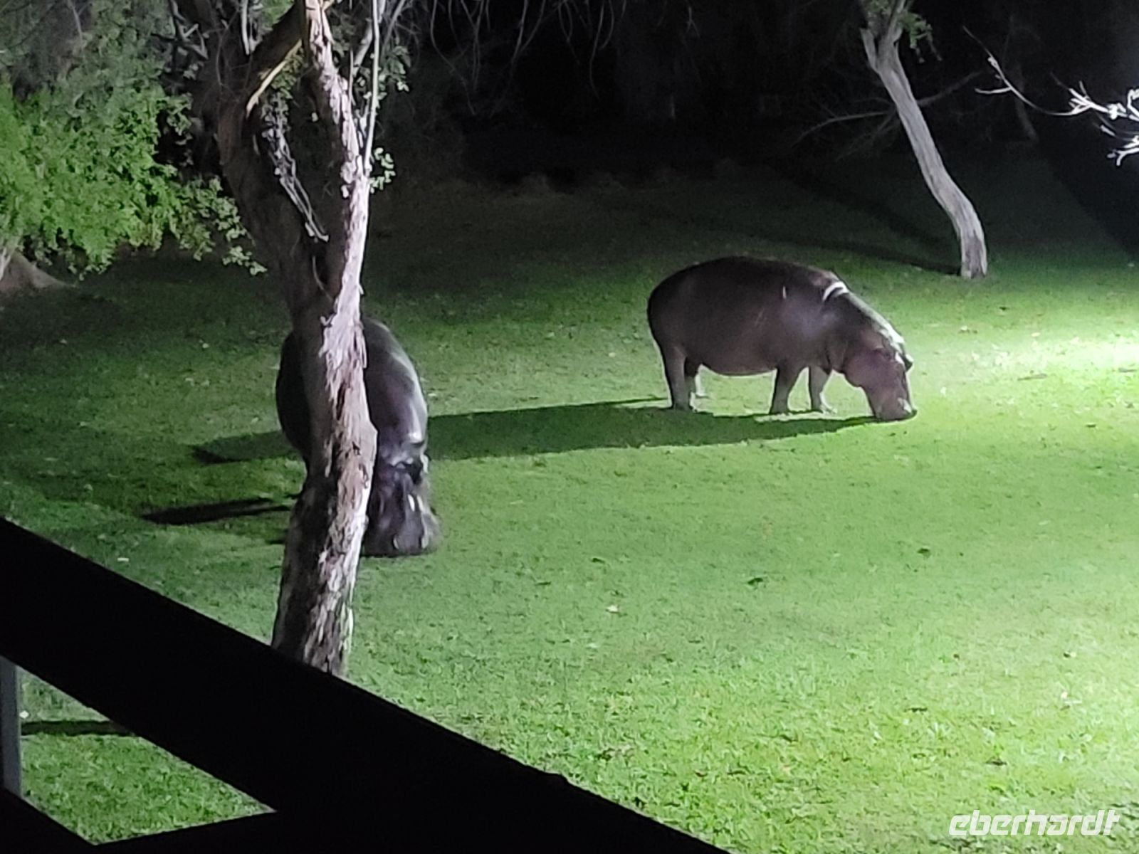 227 nächtlicher Besuch in der Lodge