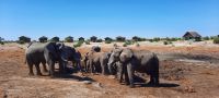 Botswana - Mittagspause mit Elefanten