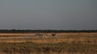 Botswana - Salzpfannen bei Nata - Zebras