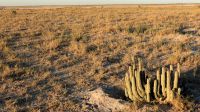 Botswana - Salzpfannen bei Nata - Hoodia