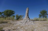 Botswana - Termitenhügel am Straßenrand