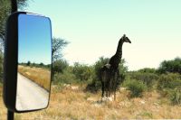 Botswana - Giraffe am Straßenrand