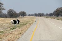 Botswana - Gevatter Strauß