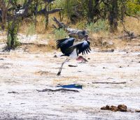 Botswana - auf dem Weg in den Busch - Marabu