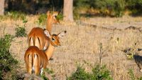 Botswana - Moremi - Impalas in der Morgensonne