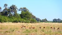 Botswana - Moremi - Impalas 