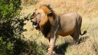 Botswana - Moremi - Löwe