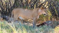 Botswana - Moremi - noch eine Löwen-Dame mit Beute