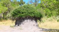 Botswana - Moremi - Pilzbaum-Termitenhügel