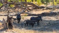 Botswana - Moremi - Pumba, Warzenschweinfamilie