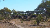 Botswana - Moremi - Elefantenherde