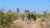 Botswana - Moremi - einsamer Elefantenbulle