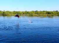 Botswana - Shakawe - Bootsfahrt - Fish Eagle (Schreiseeadler)