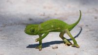 Unterwegs entdeckt - Chamäleon