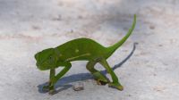 Unterwegs entdeckt - Chamäleon