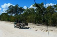 Von Botswana nach Namibia - afrikanischer ADAC