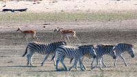 Namibia - Mahango Park - Zebra meets Impala