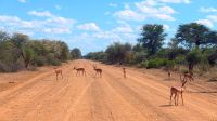 Namibia - Pirschfahrt im Mahango Park - Impalas on the road