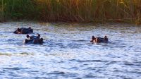 Namibia - Bootsfahrt auf dem Okavango - Hippo Block