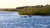 Namibia - Bootsfahrt auf dem Okavango - Hippo Block
