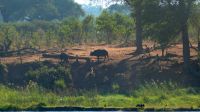 Namibia - Ndhovu River Lodge -  Büffel