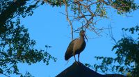 Namibia - Namushasha River Lodge am Kwando - Ibis auf dem Dach