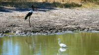 Namibia - Bwabwata Nationalpark - Sattelstorch & Silberreiher