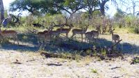Namibia - Bwabwata Nationalpark - Impalas
