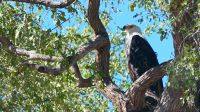 Namibia - Bwabwata Nationalpark - Fish Eagle