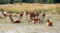 Namibia - Bwabwata Nationalpark - Impalas