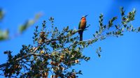 Namibia - Bwabwata Nationalpark - Bienenfresser