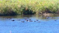 Namibia - Bootsfahrt auf dem Kwando - Hippo Sperre