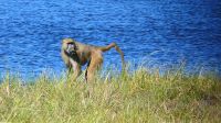 Namibia - Bwabwata Nationalpark - Pavian