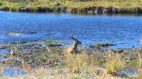 Namibia - Bwabwata Nationalpark - Letschwe