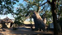 Namibia - Namushasha Heritage Centre - unterm alten Baobab