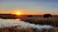 Botswana - Sonnenuntergang mit Elefanten