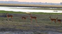 Botswana - Pirschfahrt im Chobe - aufmerksame Impalas